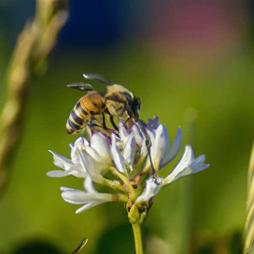 דבורה מחפשת מזון על פרח בסביבה נטולת חומרי הדברה