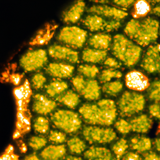 תמונה עתידנית של עלה עוזרר מתחת למיקרוסקופ, המדגישה את סגולותיו הרפואיות