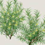 שמן עץ התה – שימושים נפוצים ויתרונות